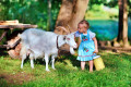 Petite fille avec une chèvre par une journée d’été ensoleillée