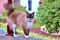 Chat aux yeux bleus à Tenerife