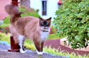 Chat aux yeux bleus à Tenerife