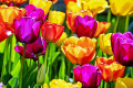 Tulipes colorées