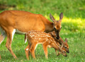 Biche cerf de Virginie et ses deux faons dans le pré