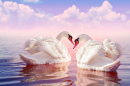 White-Swans