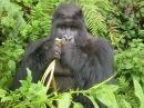 Gorille mangeant