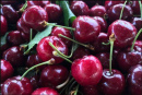 Bing Cherries