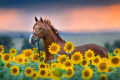 Étalon rouge dans un champ de tournesols