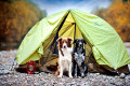 Deux amis campent dans la nature