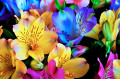 Fleurs d’Alstroemeria Gros plan