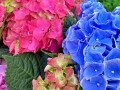 Composition des hortensias multicolores