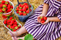 Cueillette de fraises dans une ferme de baies biologiques