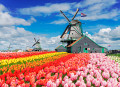 Moulins à vent hollandais avec rangées de tulipes, Hollande
