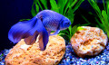 Aquarium Poisson Bleu