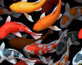 Carpes Koi