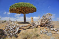 Dragon Trees, Socotra, Yémen