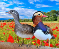 Un couple de canards mandarins dans un champ de coquelicots