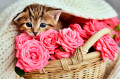 Petit chaton dans un panier de fleurs