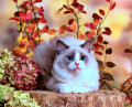 Chaton Ragdoll dans le parc d’automne