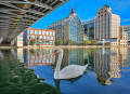 Cygne blanc sur le canal de l’Ourcq, Paris, France