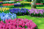 Jardin fabuleux à Keukenhof, Pays-Bas