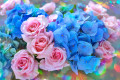 Hortensias bleus et roses roses