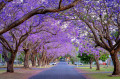 Jacaranda en fleurs à Grafton, Australie