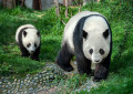Mère panda et bébé panda