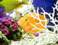 Poisson tropical coloré