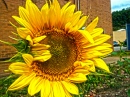 Tournesol