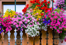 Balcon traditionnel fleuri dans les Alpes