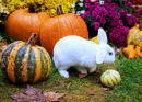 Lapin blanc dans le jardin d’automne