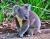 Un koala mignon dans le Queensland, en Australie