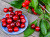 Cerises sur une assiette bleue sur une table dans le jardin