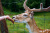 Close-Up of A Fallow Deer Being Gently Fed By A Human Hand Through A Fence In A Grassy Enclosure. Ethical Wildlife Interaction,