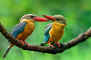 Kingfisher Pair