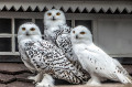 Une famille de chouettes blanches