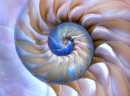 Incroyable motif de Fibonacci dans une coque Nautilus