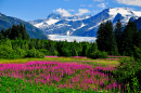 Glacier Mendenhall avec Fireweed en floraison