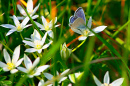Papillon dans le jardin