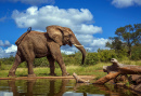 Éléphant dans le parc national Kruger