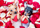 Chiots Toy Terrier dans des pétales de rose