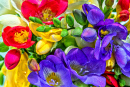 Fleurs de Freesia vibrantes