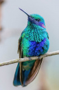 Hummer