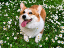 Chien Corgi Rouge vif sur le terrain
