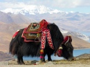 Yak tibétain