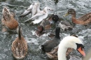 Canards et mouettes