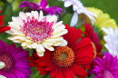 Gerberas dans le jardin