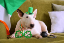 Un bull terrier célèbre la Saint-Patrick
