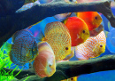 Poisson disque multicolore dans un aquarium