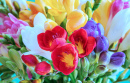 Un bouquet de freesias