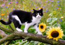 Un mignon chat en smoking se promenant dans le jardin