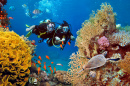 Le couple plonge parmi les coraux et les poissons